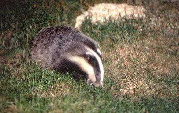 Badger