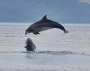 Morayfirth Delfin im Sprung