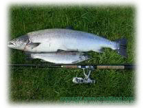 Lachs und Meerforelle vom River Spey