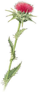 Scottish Thistle