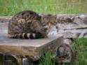 Scottish Wildcat