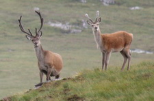 Stags_ Photo � Dr. Gus Jones
