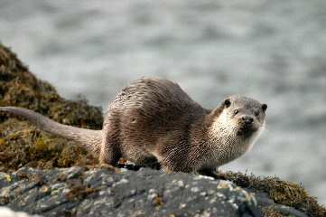 Fish otter