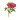 Thistle